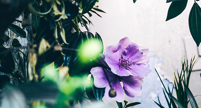 Wellnessurlaub am Klopeiner See