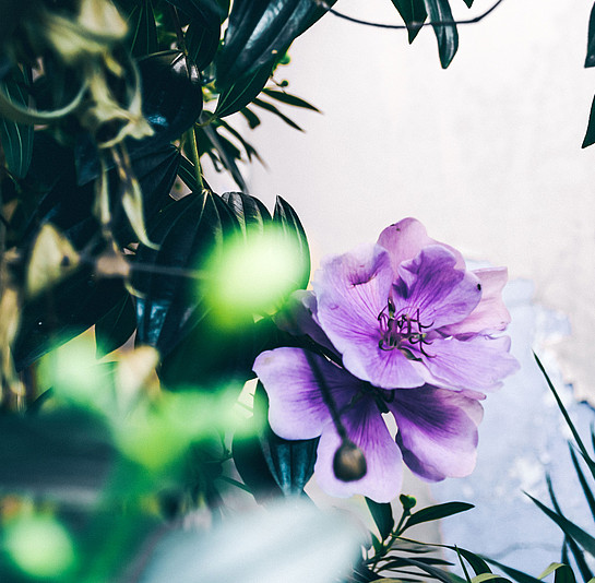 Wellnessurlaub am Klopeiner See